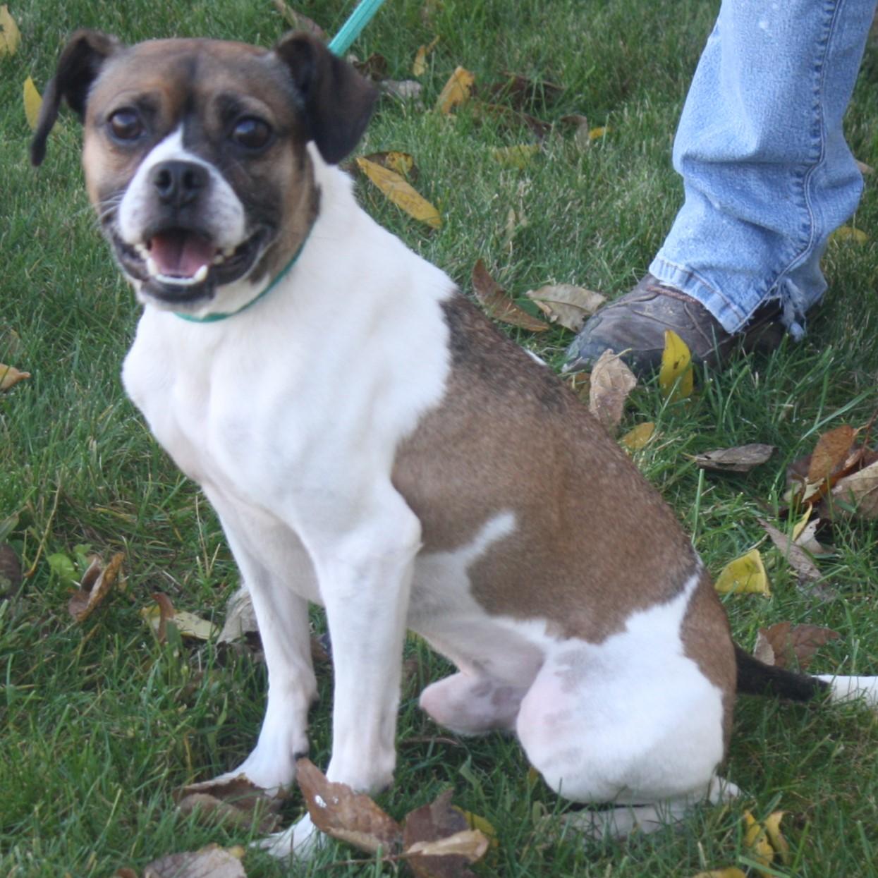 Brutus, Adoptable, Adult Male Pug.