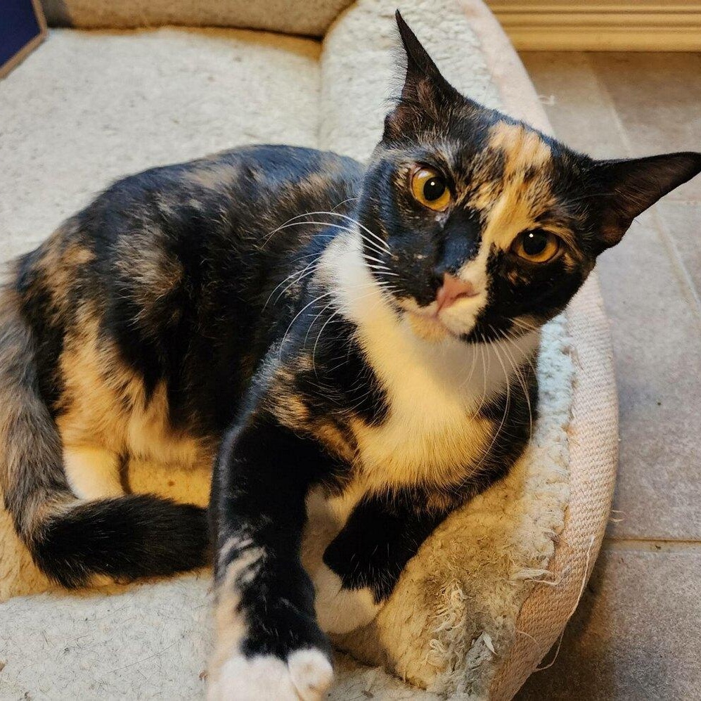 PEPE, Adoptable, Young Female Calico.