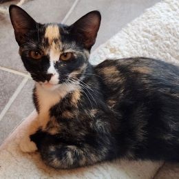 Enlarge PEPE, a Adoptable Calico in Flint, TX image 3/5