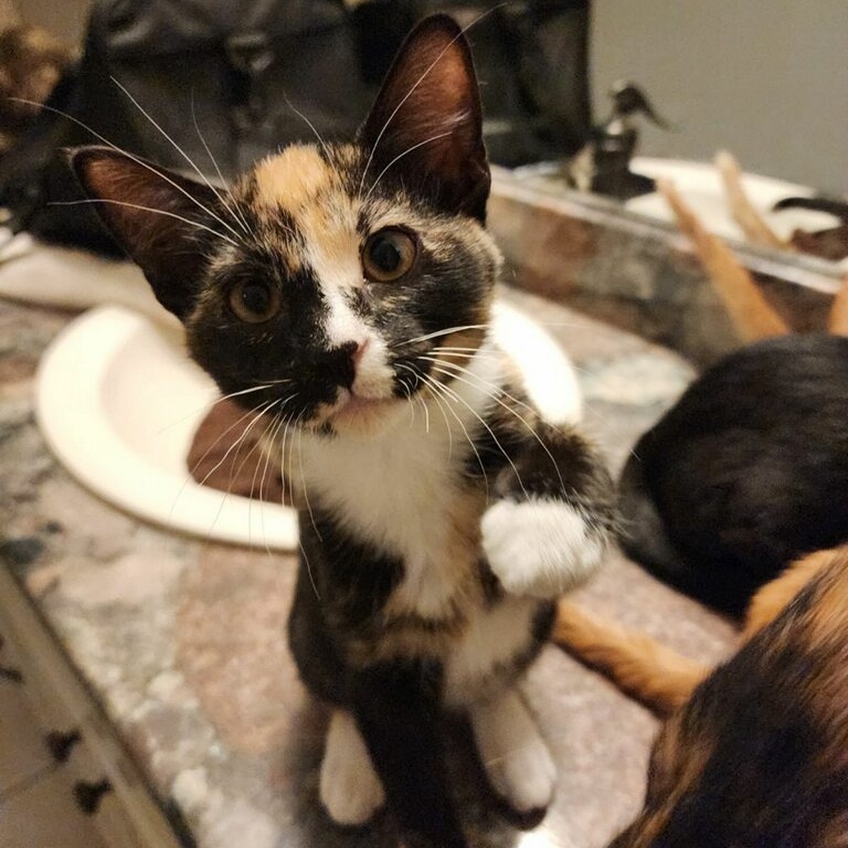 Enlarge PEPE, a Adoptable Calico in Flint, TX image 4/5