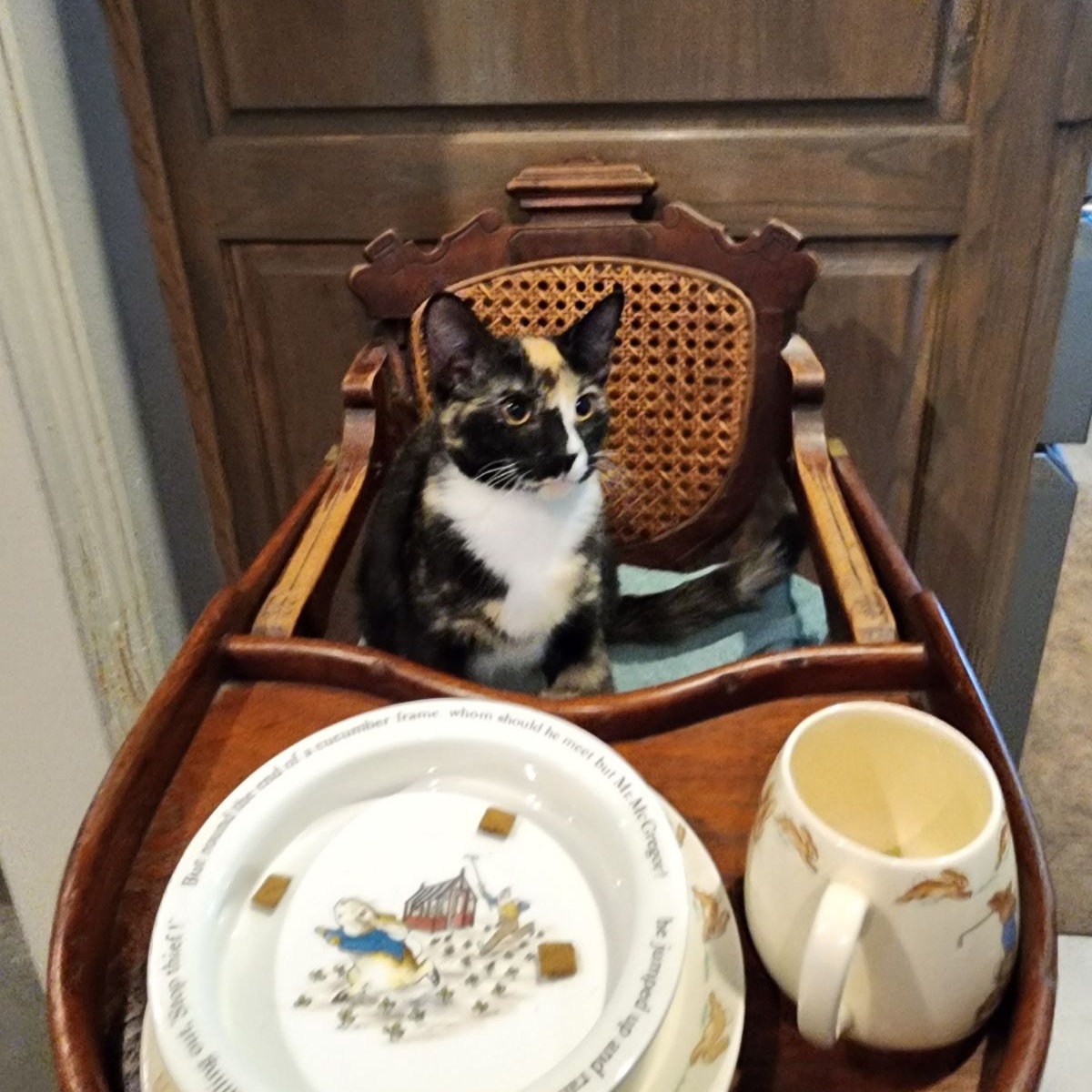 Enlarge PEPE, a Adoptable Calico in Flint, TX image 5/5