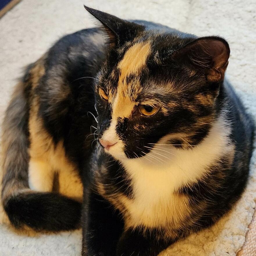 Enlarge PEPE, a Adoptable Calico in Flint, TX image 2/5