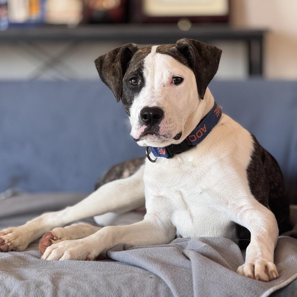 Candied Yams, Adoptable, Young Male Pit Bull Terrier & Mixed Breed.