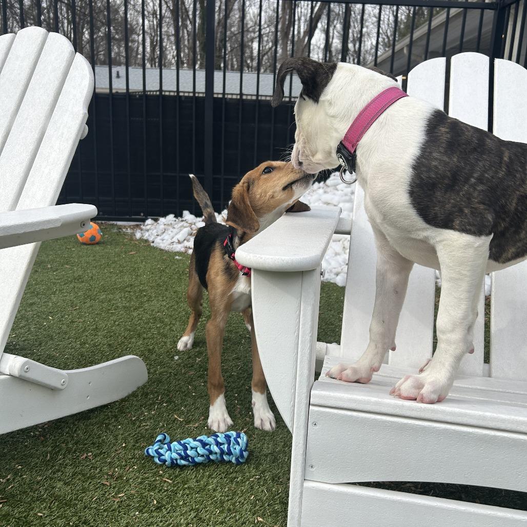 Candied Yams, Adoptable, Young Male Pit Bull Terrier & Mixed Breed.