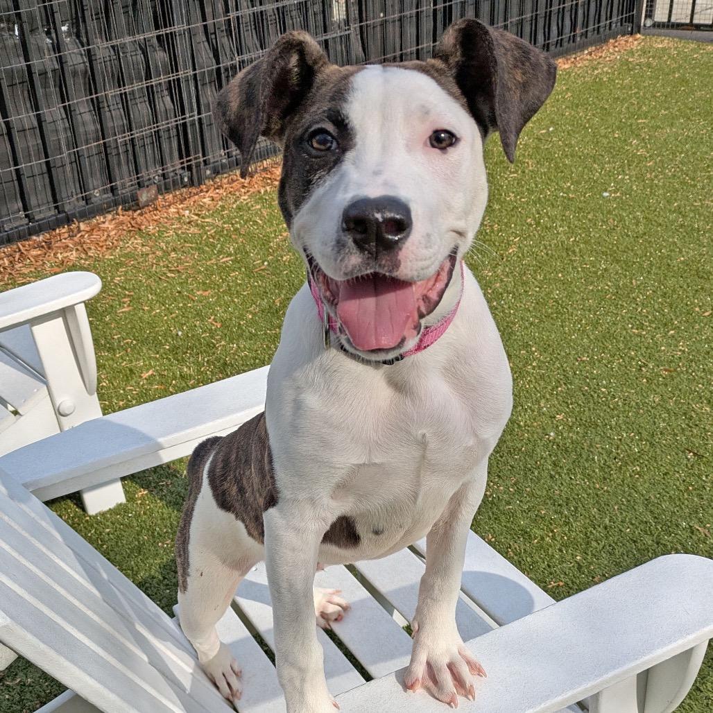 Enlarge Candied Yams, a Adoptable mixed breed in Charlottesville, VA image 2/6