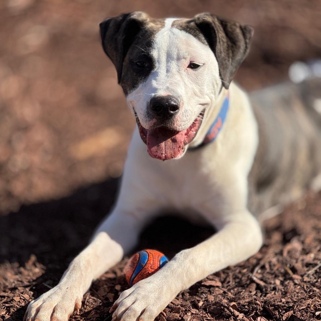 Candied Yams, a Adoptable mixed breed in Charlottesville, VA image 2/6