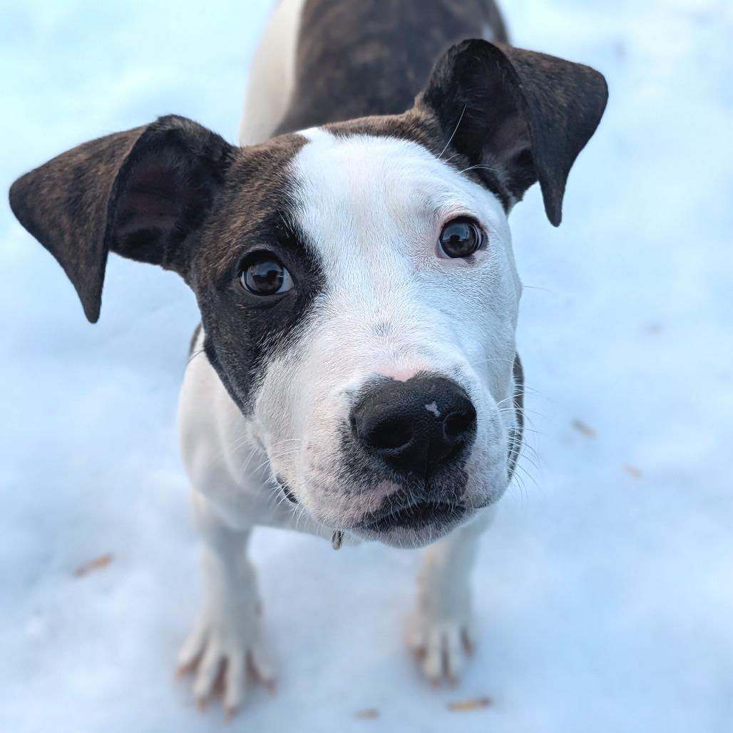 Enlarge Candied Yams, a Adoptable mixed breed in Charlottesville, VA image 3/6