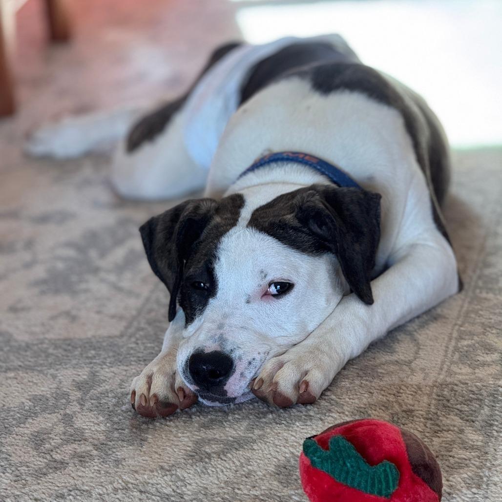 Enlarge Candied Yams, a Adoptable mixed breed in Charlottesville, VA image 3/6