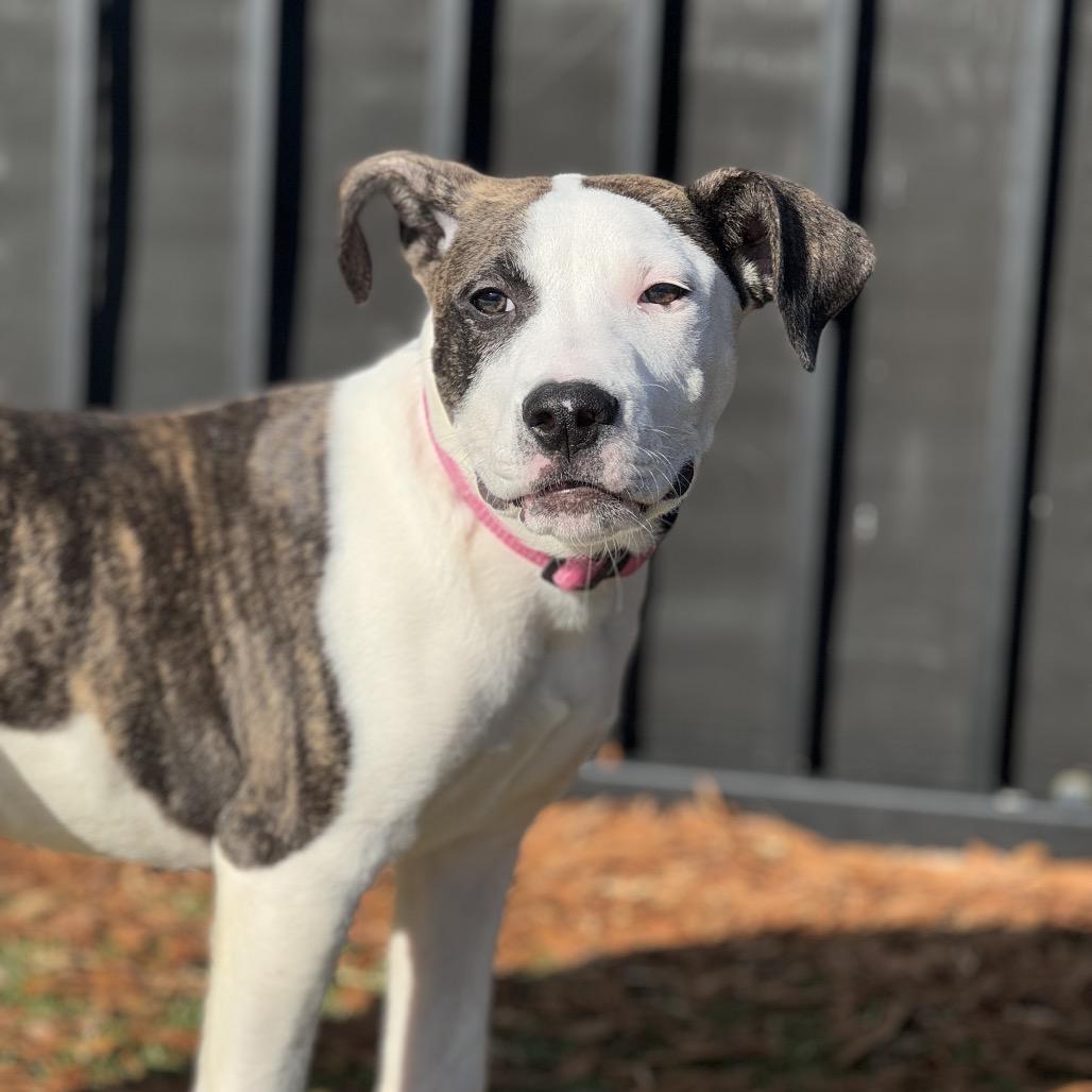 Enlarge Candied Yams, a Adoptable mixed breed in Charlottesville, VA image 4/6