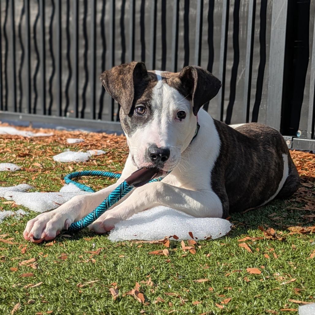 Enlarge Candied Yams, a Adoptable mixed breed in Charlottesville, VA image 5/6