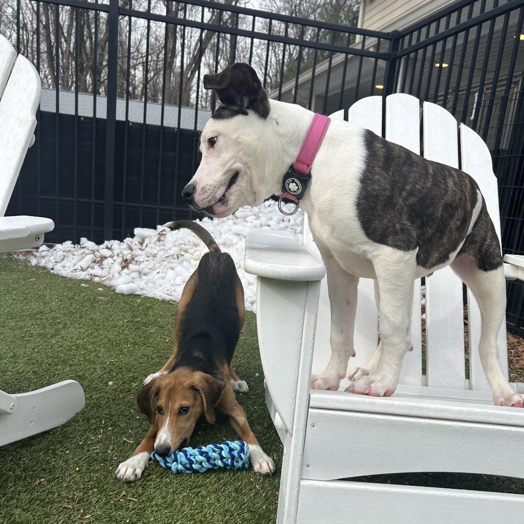 Enlarge Candied Yams, a Adoptable mixed breed in Charlottesville, VA image 6/6