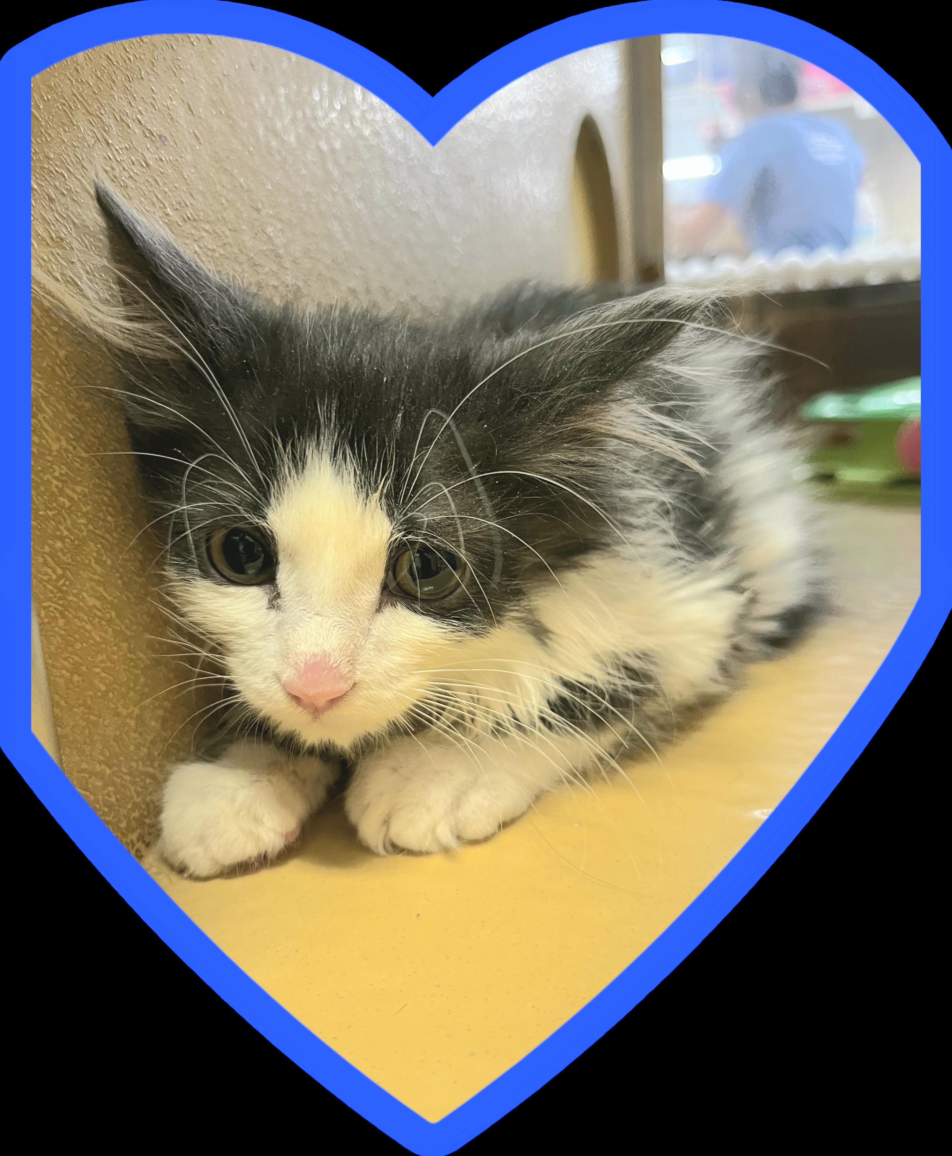 Enlarge Tavius, an adopted mixed breed in Albuquerque, NM image 1/1