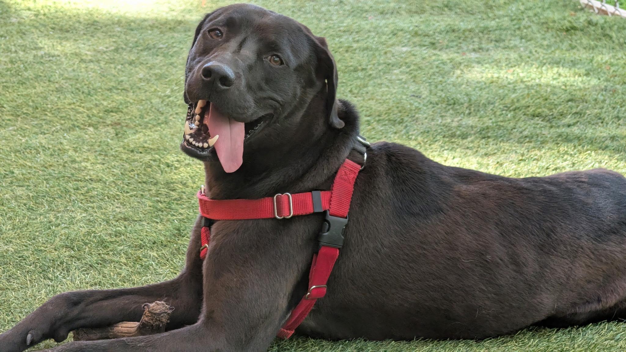 Duke, a ADOPTABLE mixed breed in Hollis, NH image 2/6