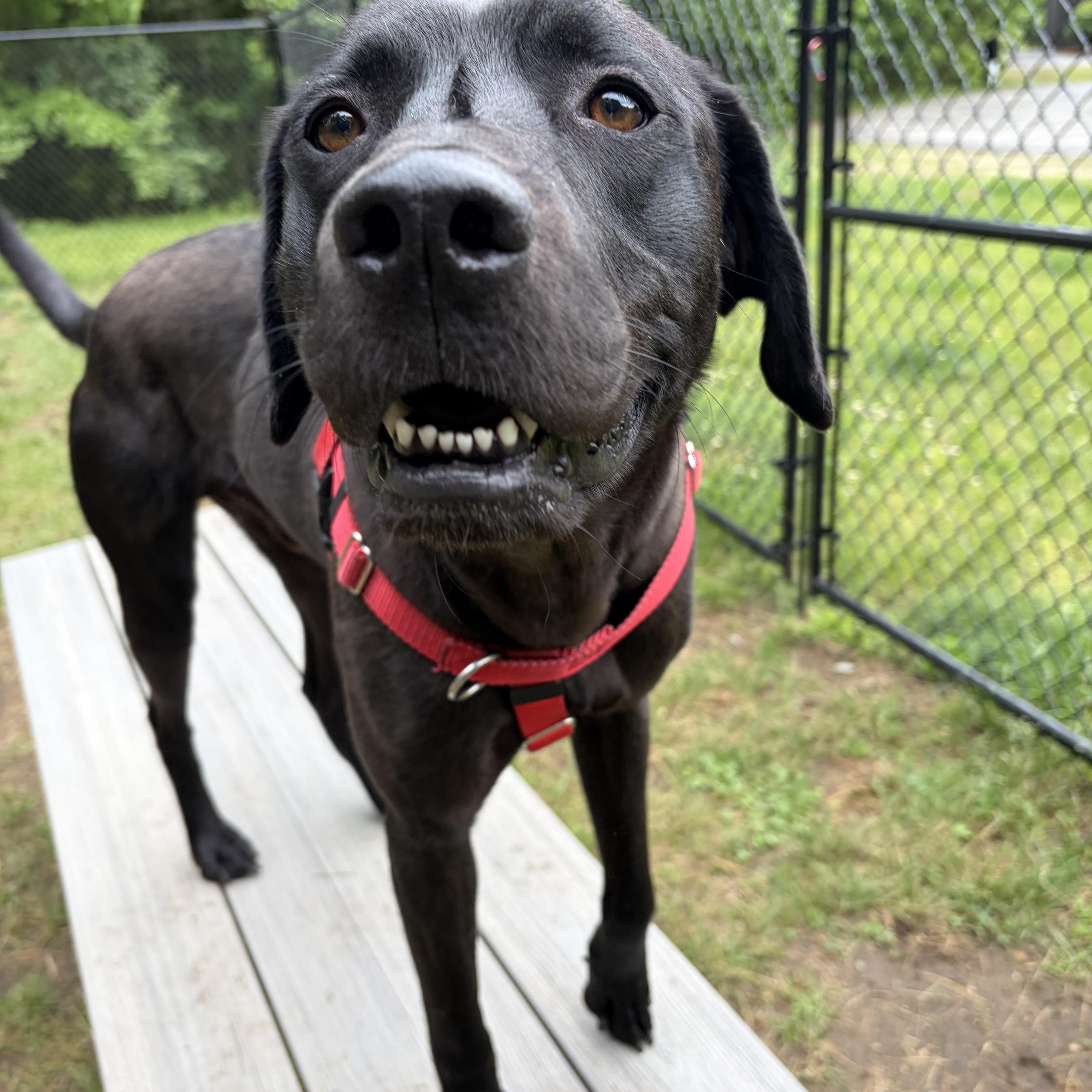 Duke, a ADOPTABLE mixed breed in Hollis, NH image 4/6