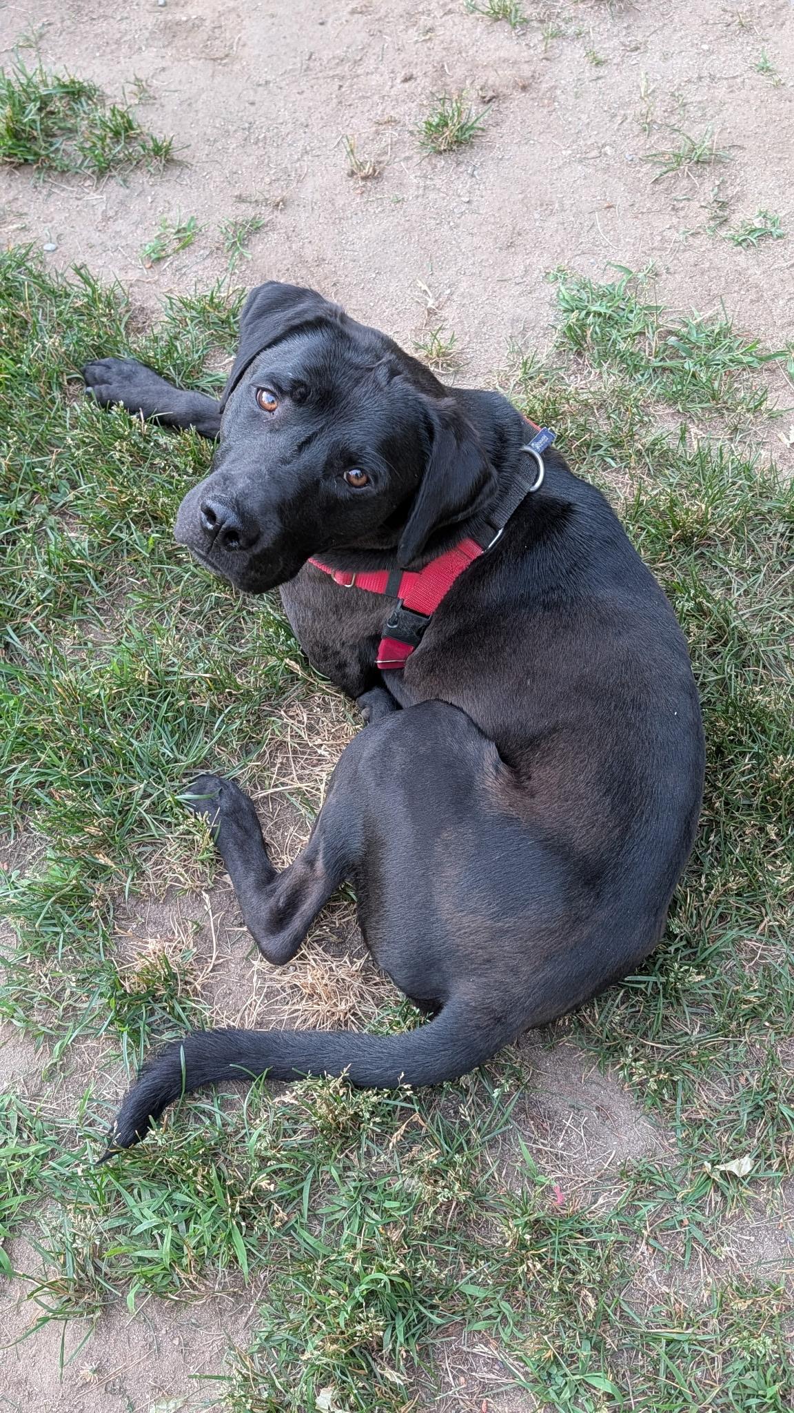 Duke, a ADOPTABLE mixed breed in Hollis, NH image 6/6