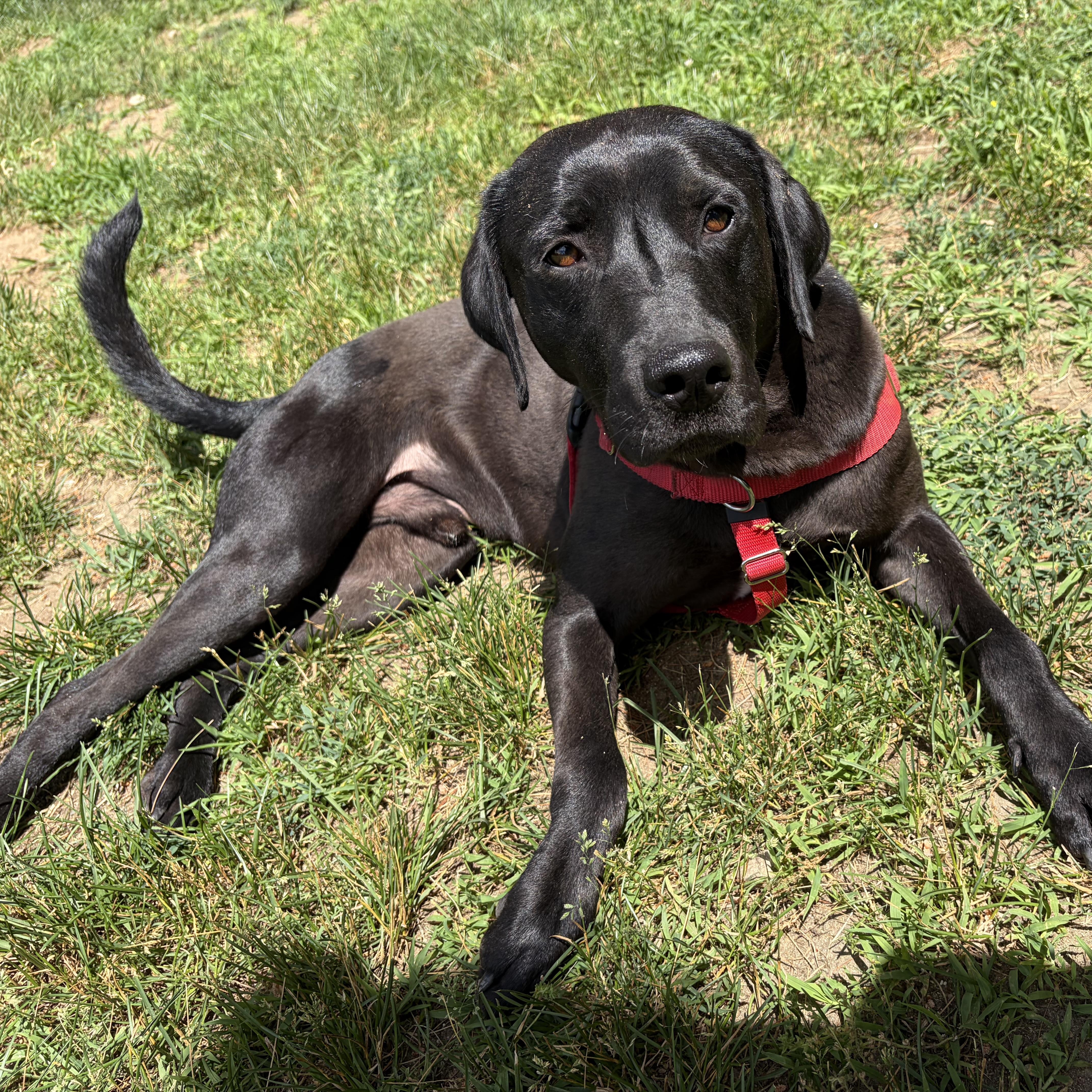 Duke, a ADOPTABLE mixed breed in Hollis, NH image 1/6