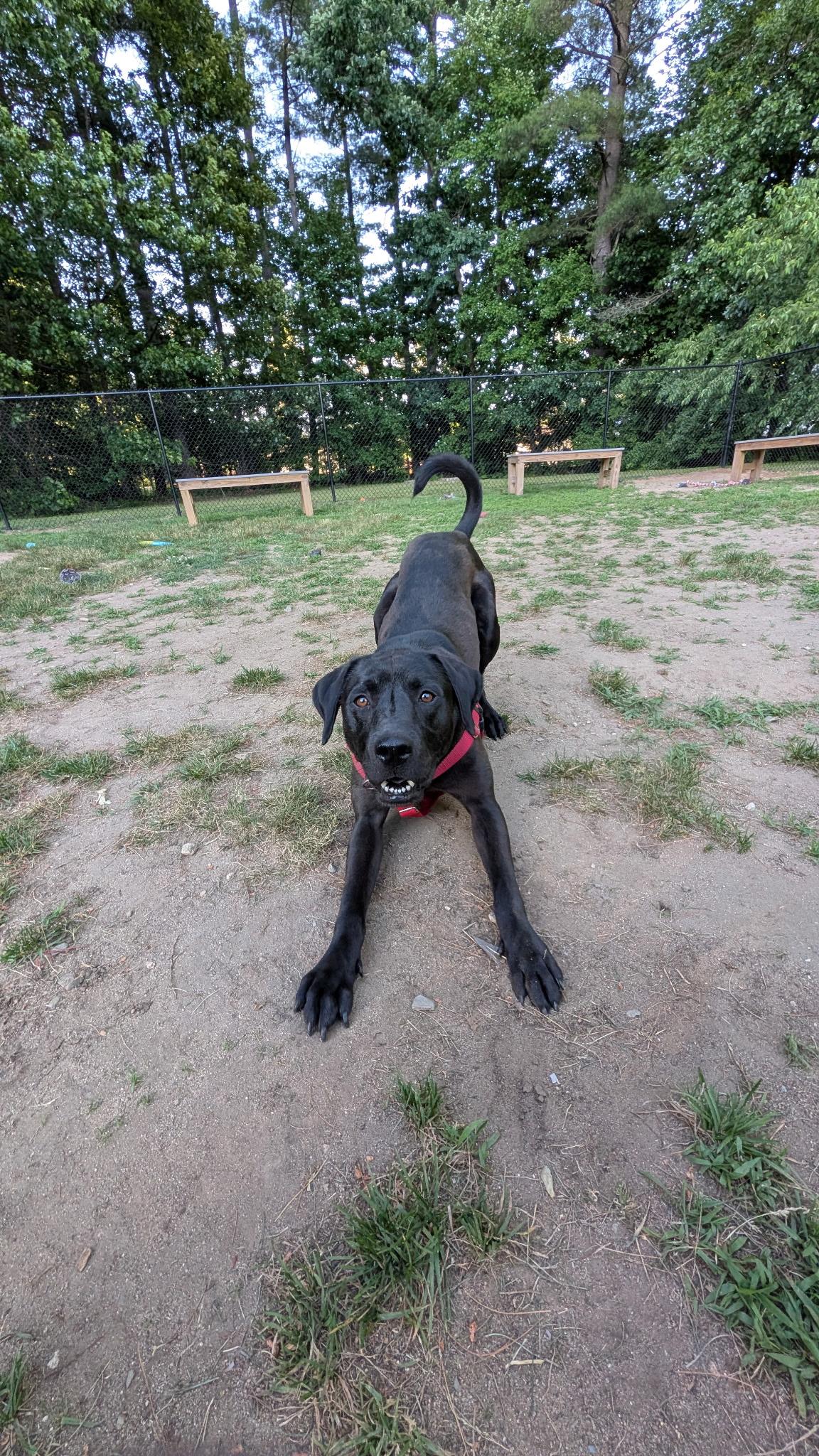 Duke, a ADOPTABLE mixed breed in Hollis, NH image 5/6