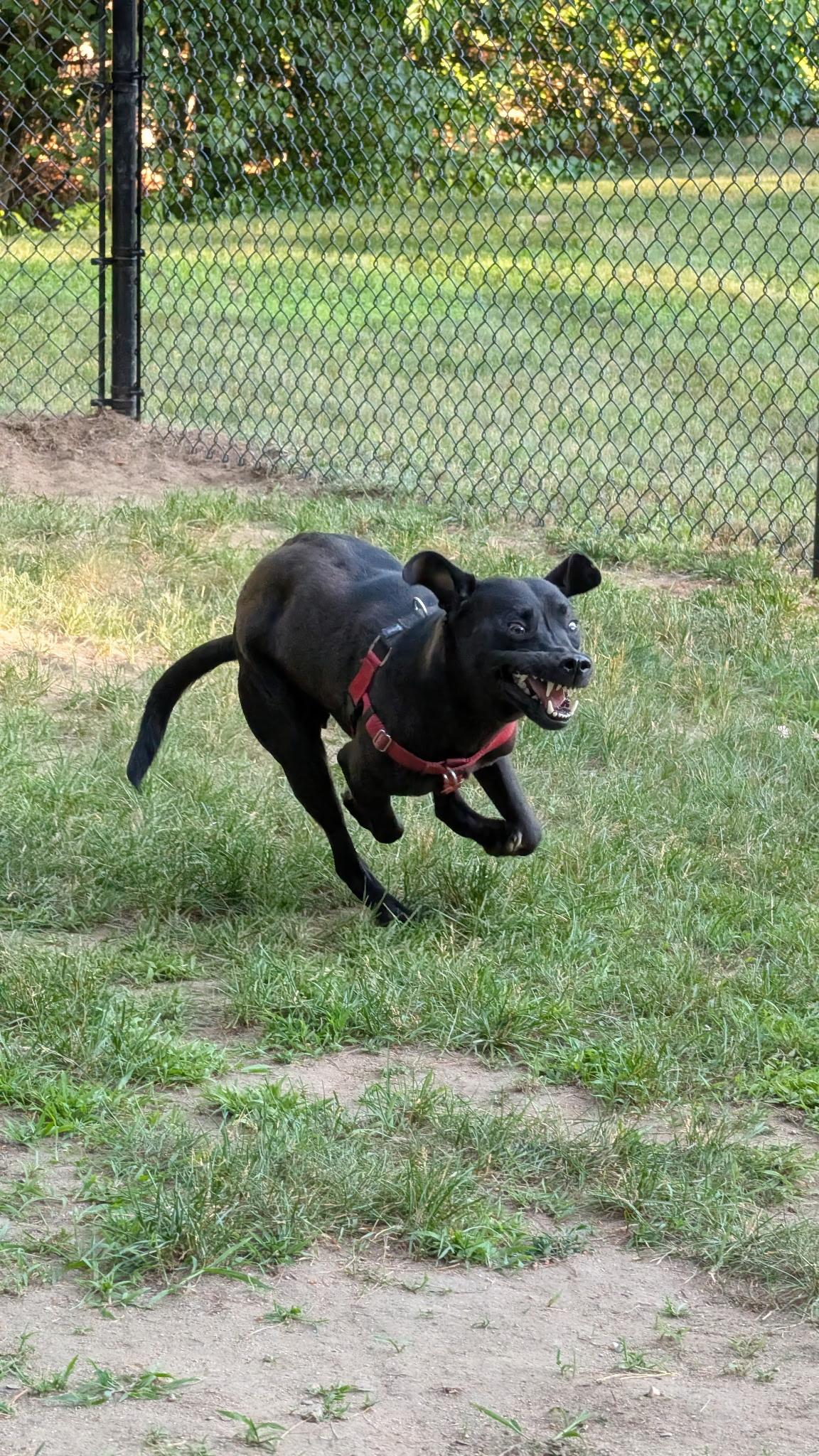 Duke, a ADOPTABLE mixed breed in Hollis, NH image 3/6