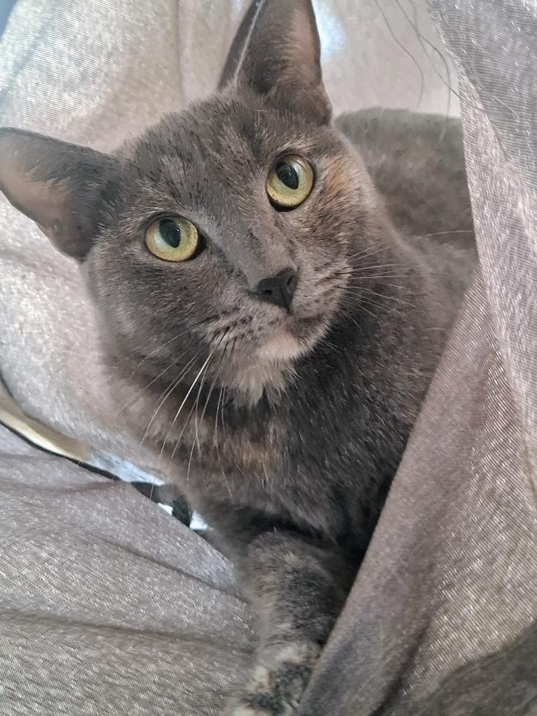 Mina, Adoptable, Young Female Domestic Short Hair.