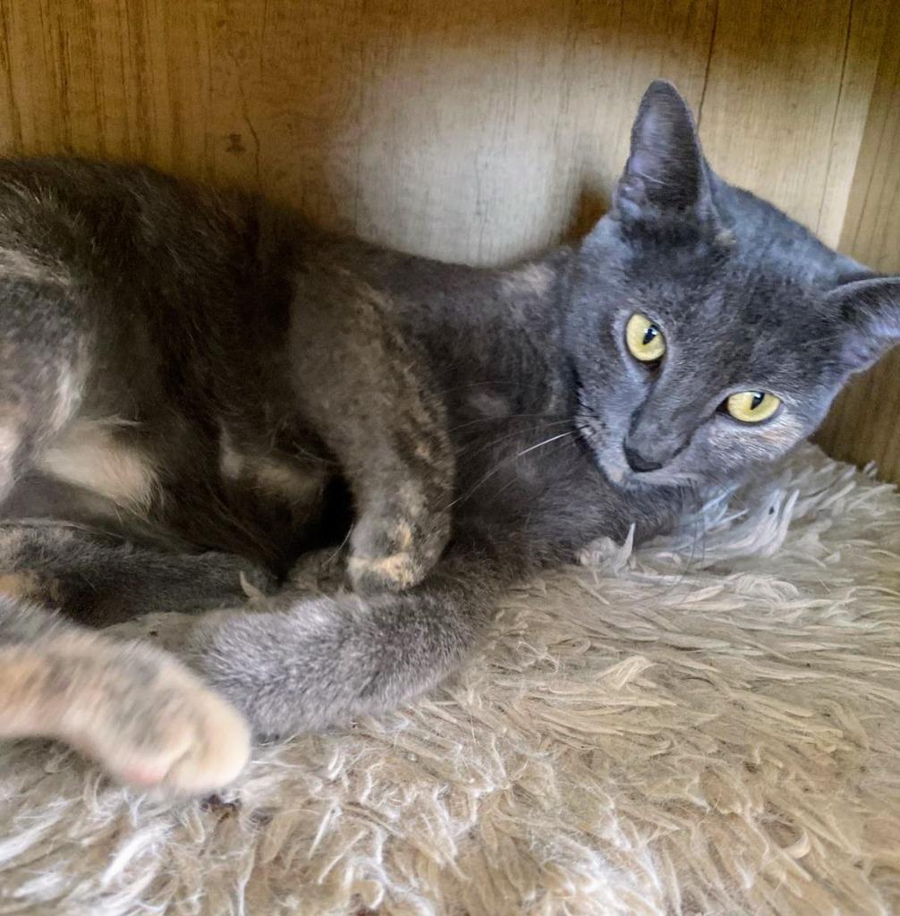 Enlarge Mina, a Adoptable mixed breed in Denver, CO image 3/6