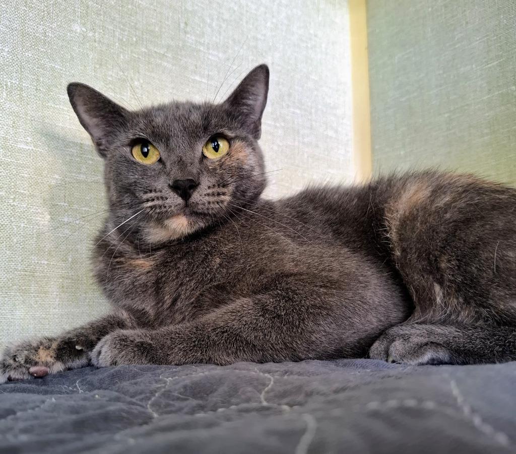 Enlarge Mina, a Adoptable mixed breed in Denver, CO image 5/6