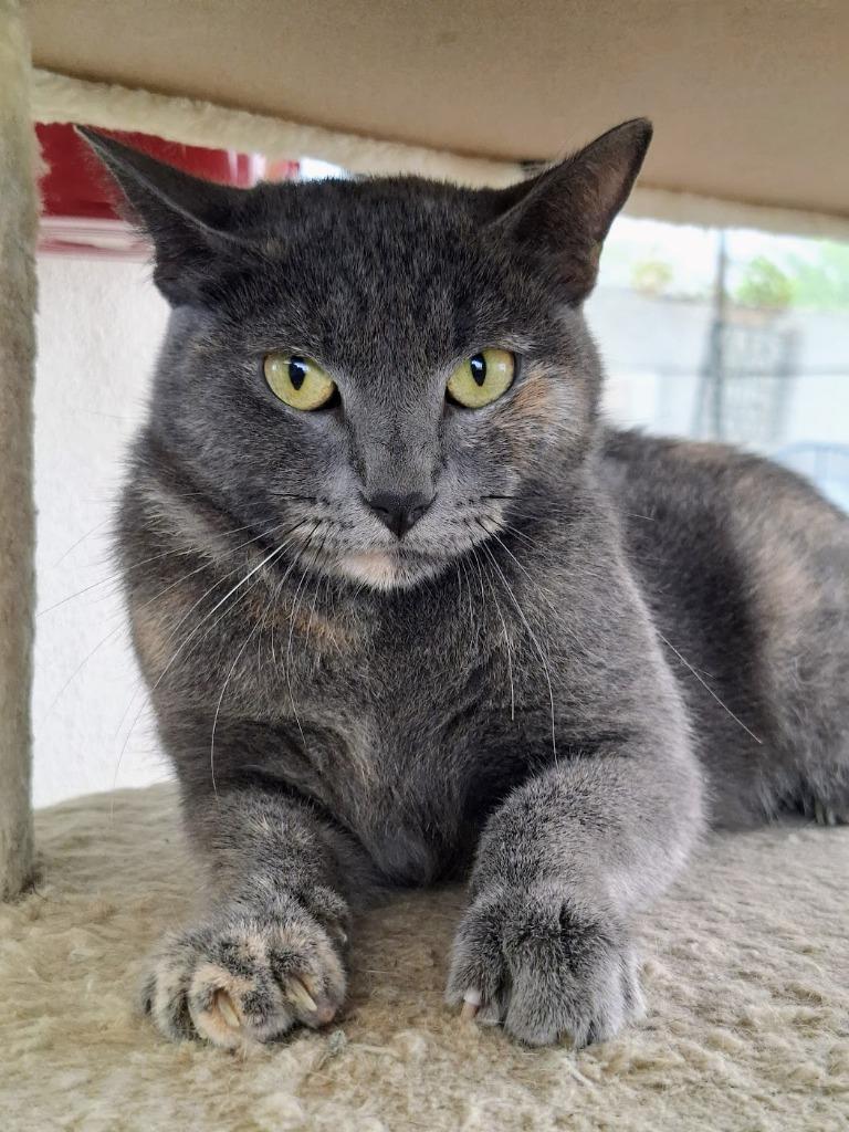 Enlarge Mina, a Adoptable mixed breed in Denver, CO image 6/6