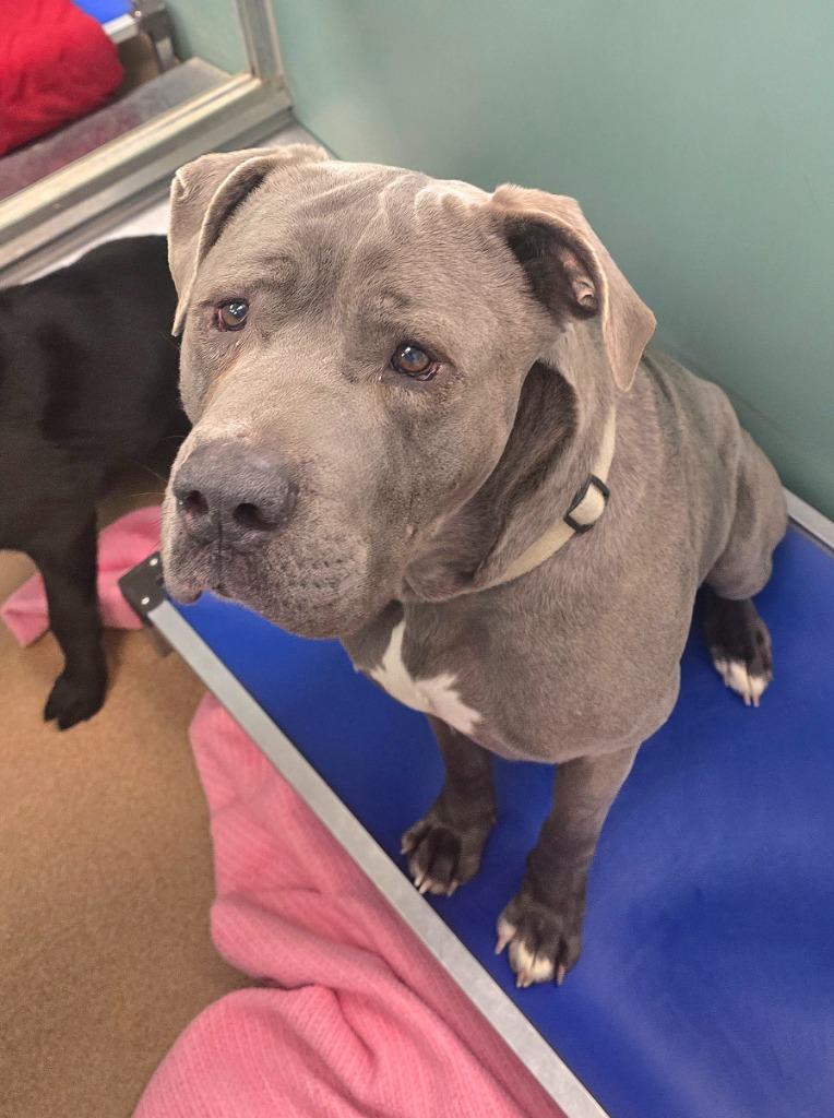 Enlarge Draco, a Adoptable mixed breed in Pratt, KS image 1/1