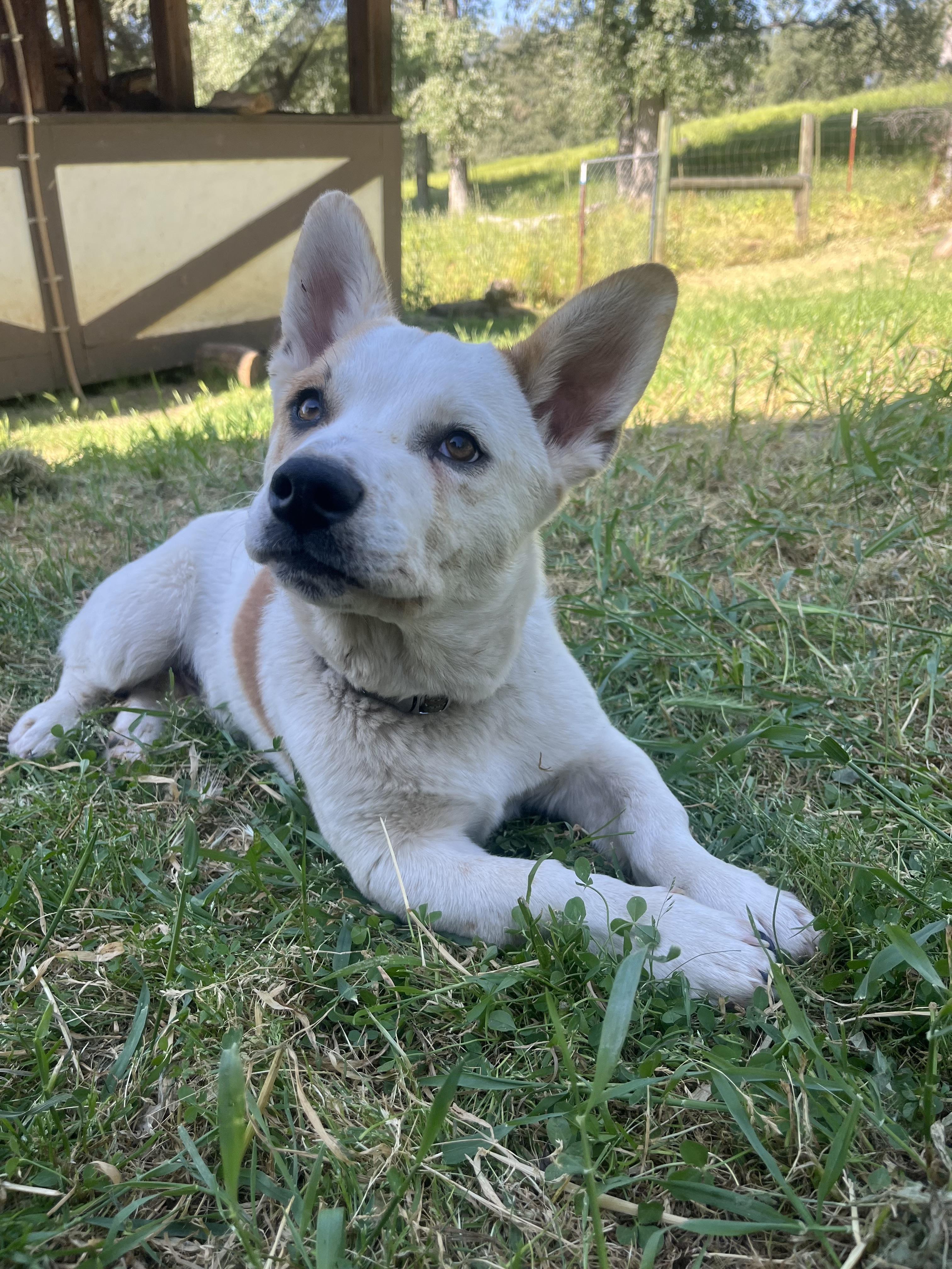 Enlarge Ozzie, a Adoptable mixed breed in Rough And Ready, CA image 2/6