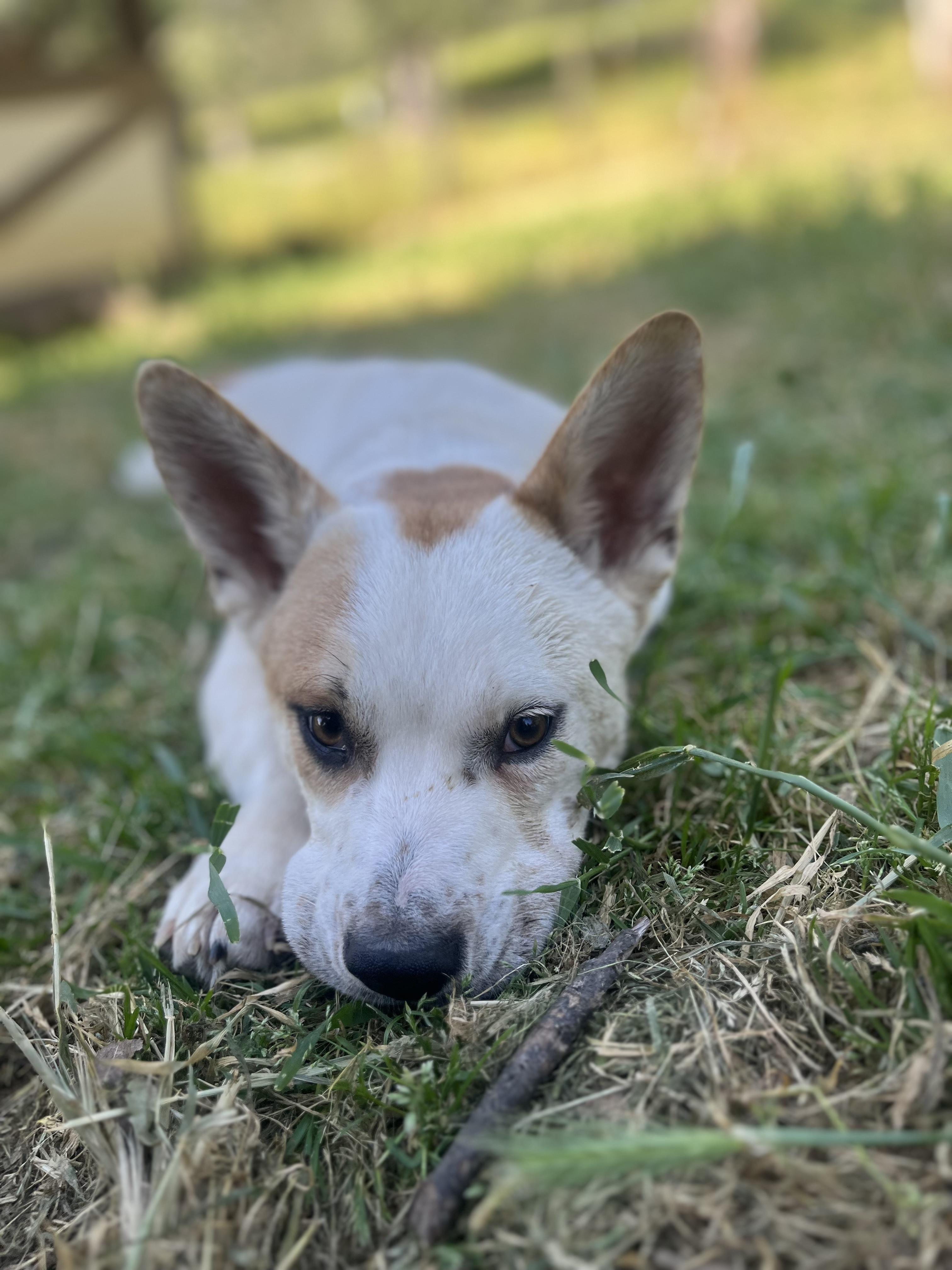Ozzie, Adoptable, Young Male Corgi.