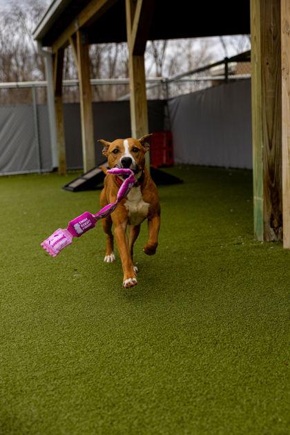 Enlarge Andy (in foster), a Adoptable mixed breed in Fishers, IN image 1/3