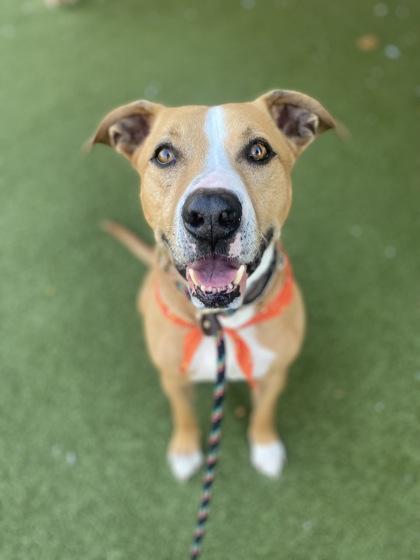 Enlarge Andy (in foster), a Adoptable mixed breed in Fishers, IN image 2/3