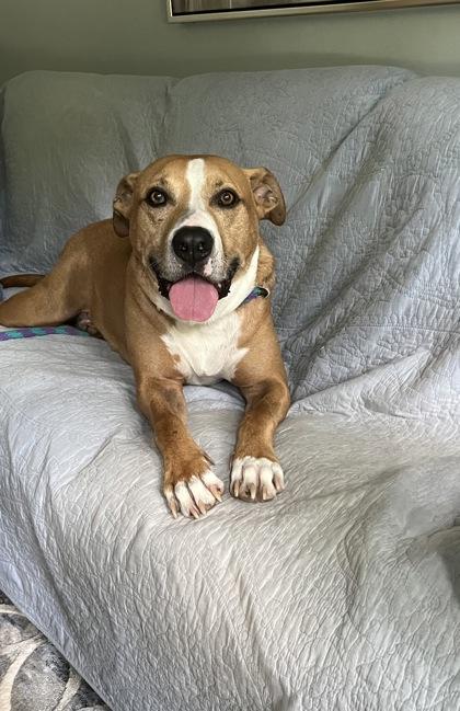 Andy (in foster), Adoptable, Adult Male Pit Bull Terrier & American Staffordshire Terrier.