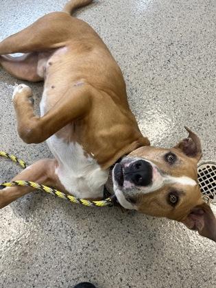 Enlarge Andy (in foster), a Adoptable mixed breed in Fishers, IN image 3/3