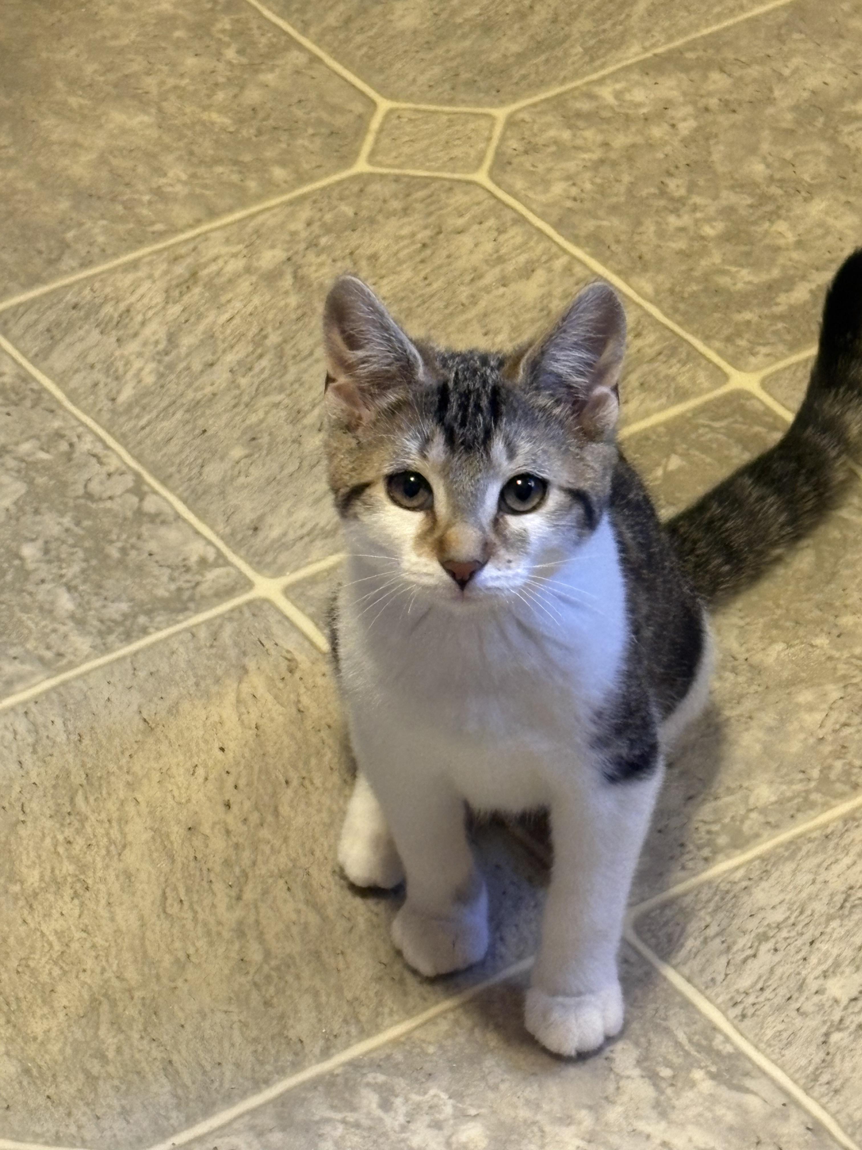 Olivia, a ADOPTABLE Domestic Short Hair in Riverside, RI image 2/3