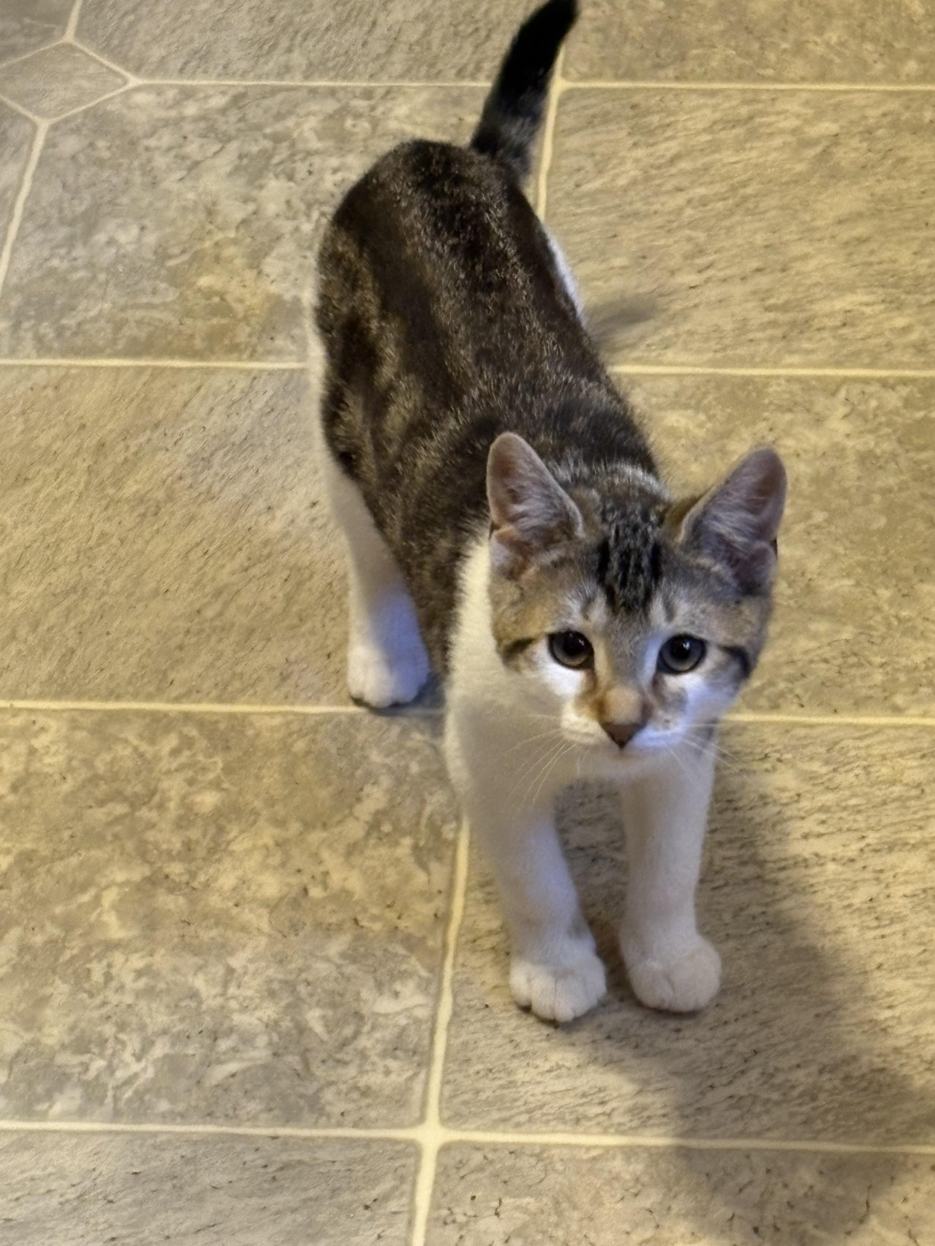 Olivia, ADOPTABLE, Young Female Domestic Short Hair.