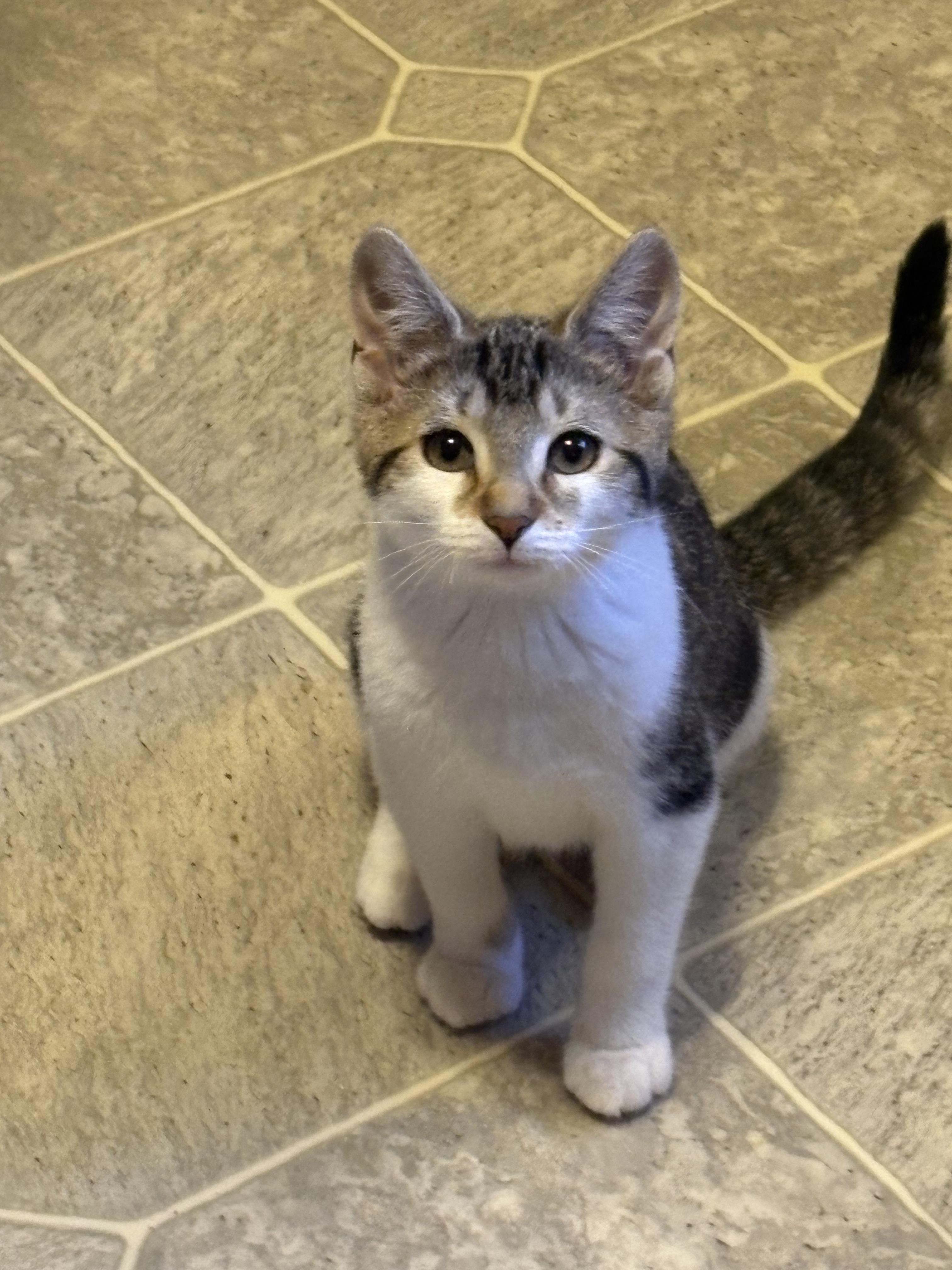 Olivia, a ADOPTABLE Domestic Short Hair in Riverside, RI image 3/3