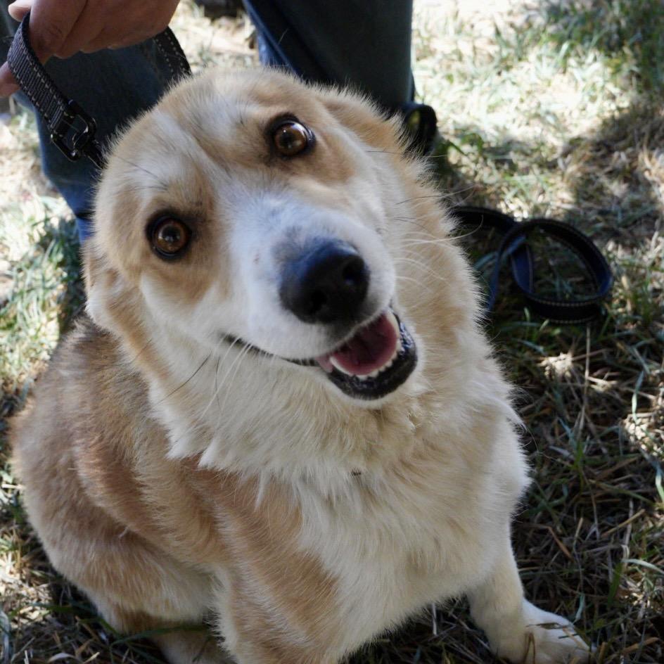 Peanut, Adoptable, Adult Male Cardigan Welsh Corgi.