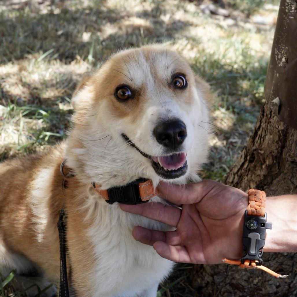 Enlarge Peanut, a Adoptable Cardigan Welsh Corgi in Pagosa Springs, CO image 2/4