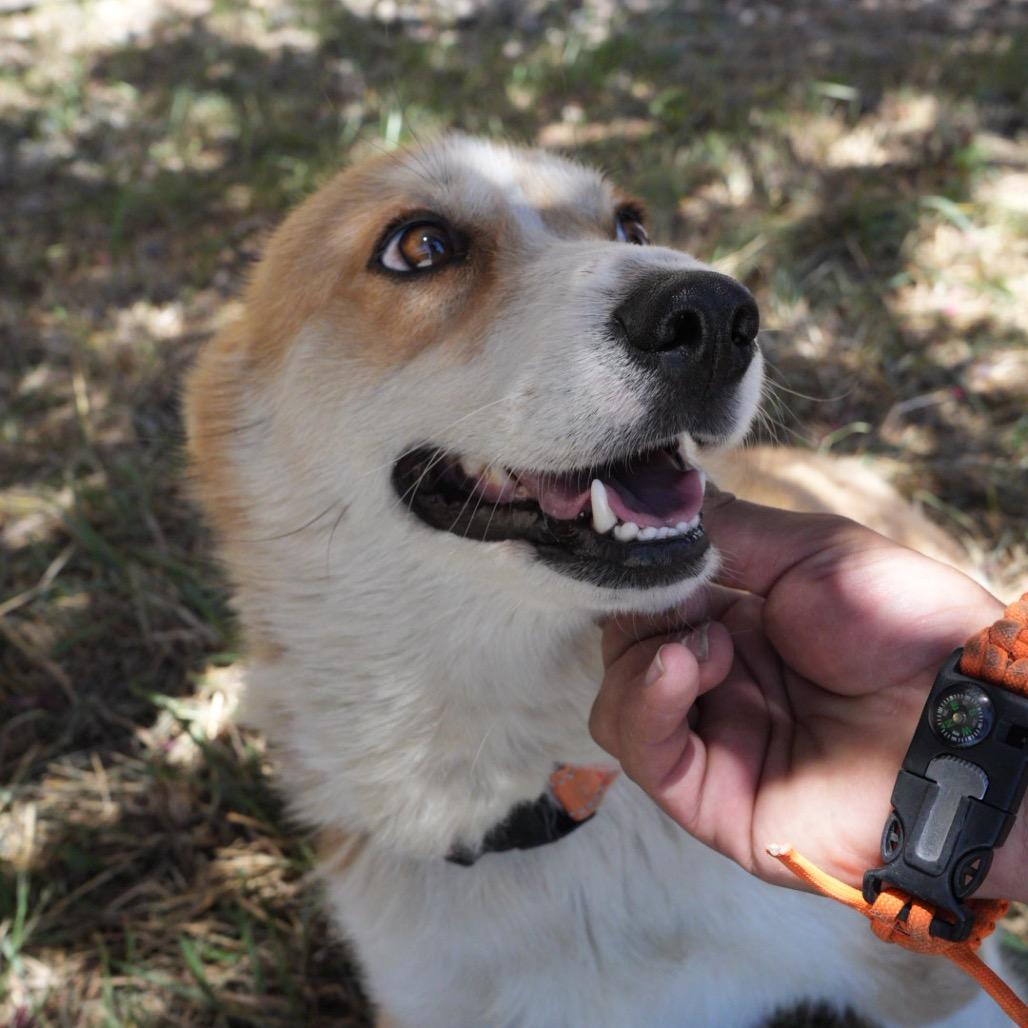 Enlarge Peanut, a Adoptable Cardigan Welsh Corgi in Pagosa Springs, CO image 3/4