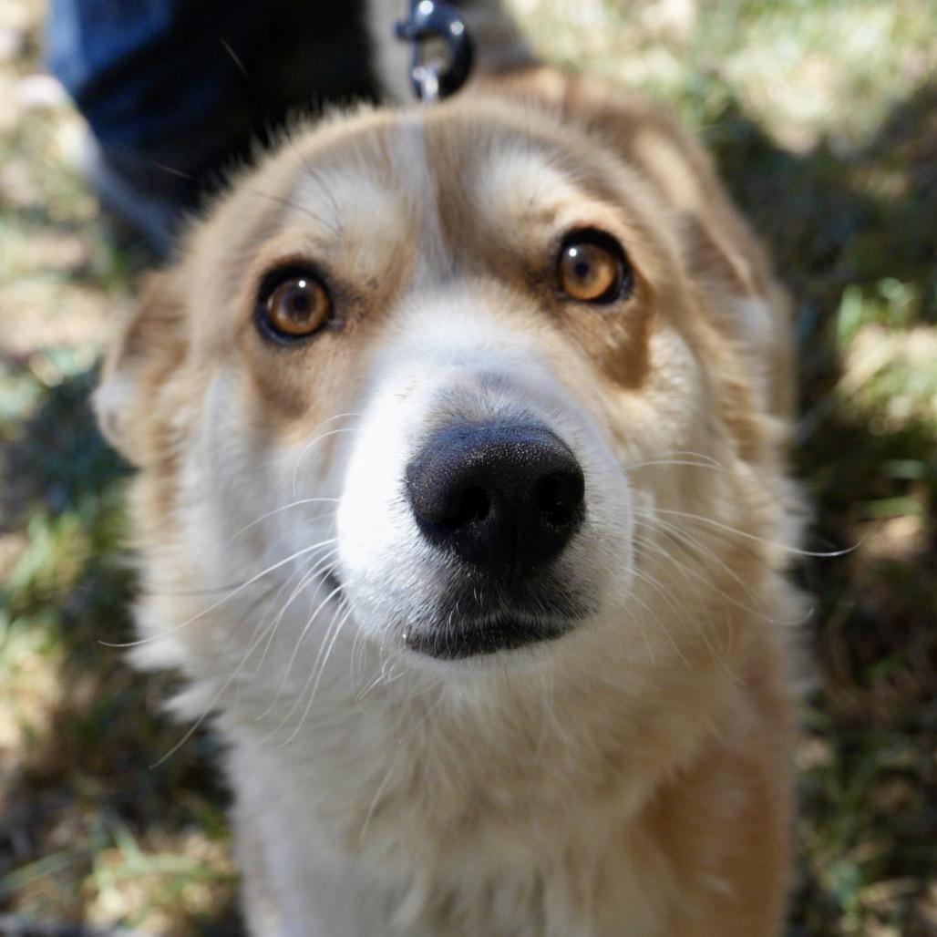 Enlarge Peanut, a Adoptable Cardigan Welsh Corgi in Pagosa Springs, CO image 4/4