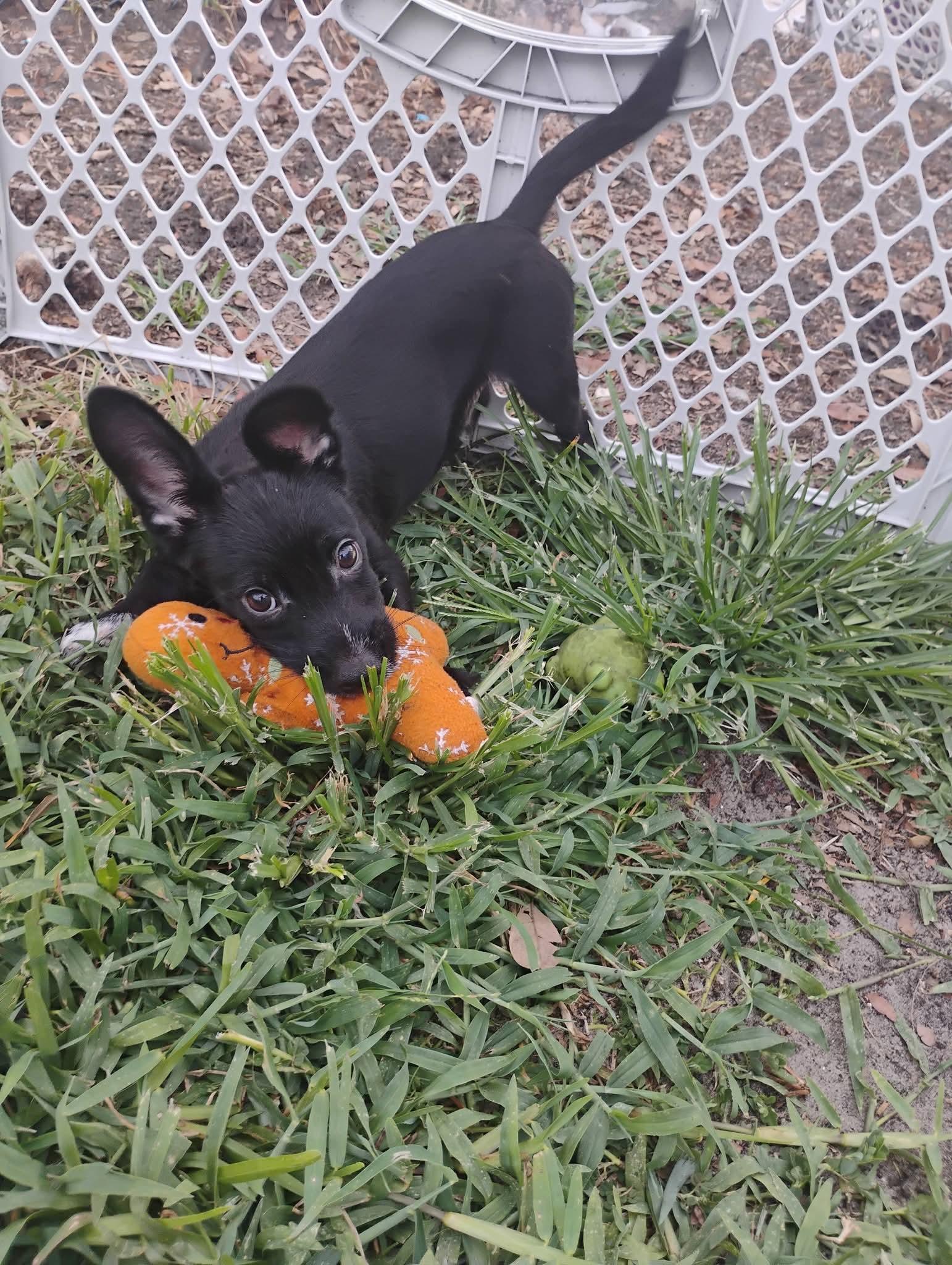 Shaggy, adopted, Puppy Male Yorkshire Terrier & Chihuahua.