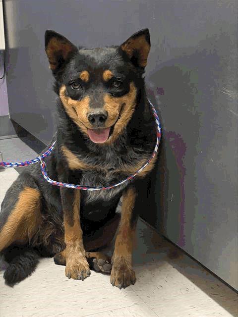 Elly, Adoptable, Adult Female Australian Cattle Dog / Blue Heeler.