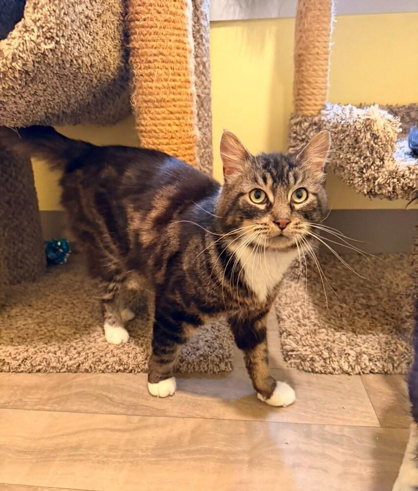 Patter, a Adoptable mixed breed in Vancouver, WA image 1/6