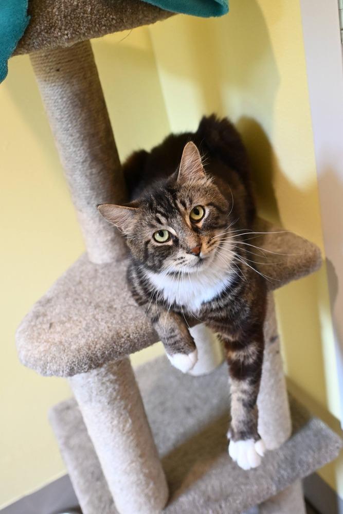 Patter, a Adoptable mixed breed in Vancouver, WA image 2/6