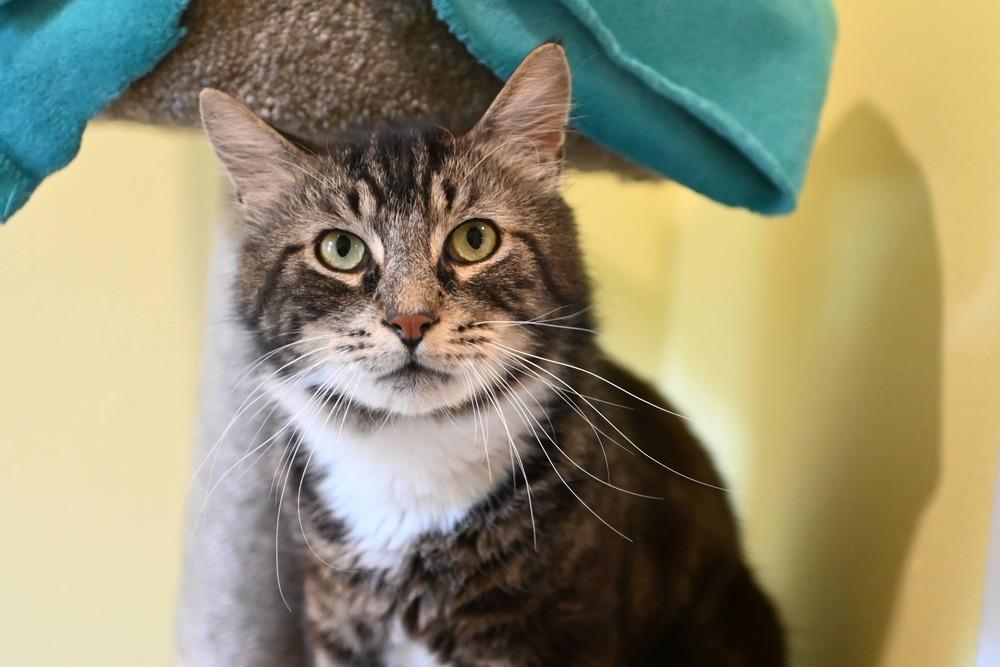 Patter, a Adoptable mixed breed in Vancouver, WA image 5/6