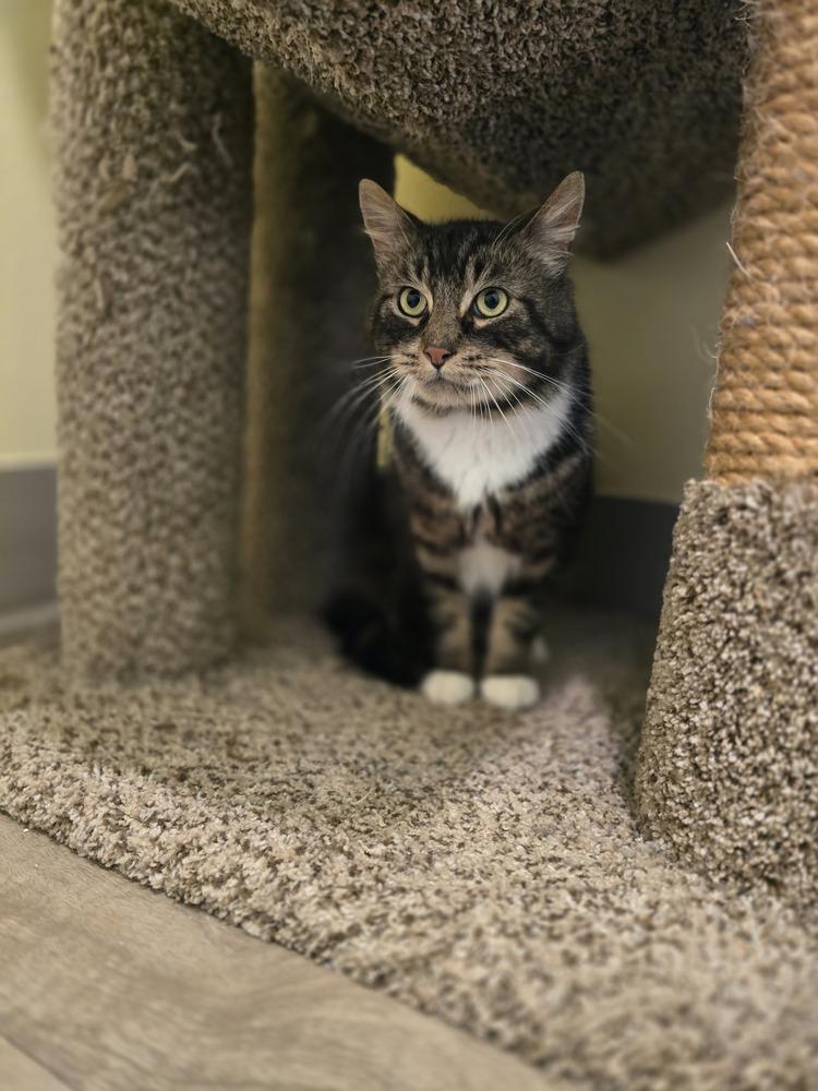 Patter, Adoptable, Adult Male Domestic Short Hair.