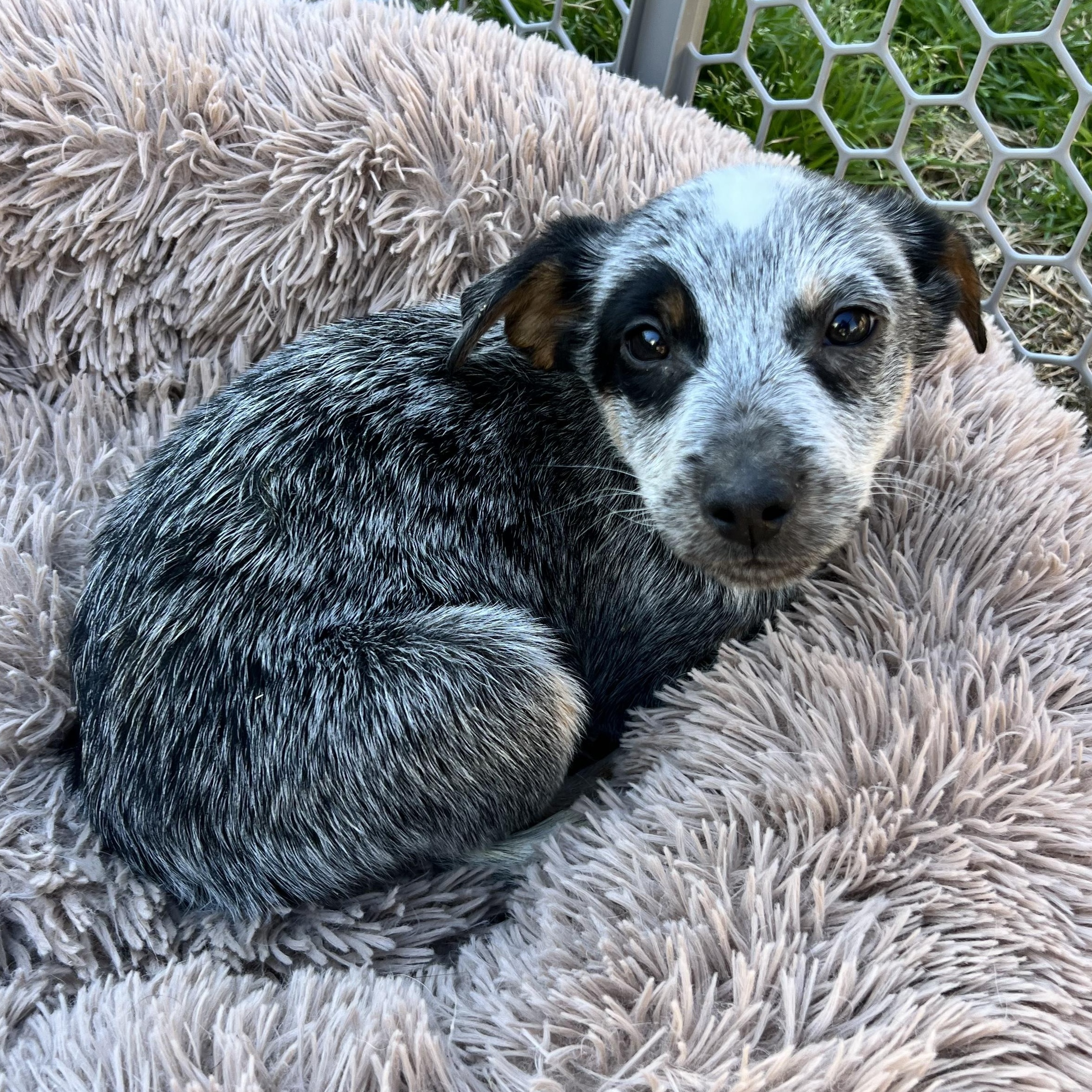 Enlarge Cobalt, an adopted mixed breed in Richmond, VA image 2/5
