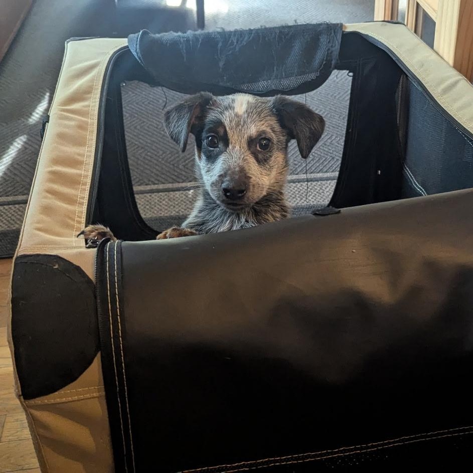 Cobalt, adopted, Puppy Male Australian Cattle Dog / Blue Heeler.