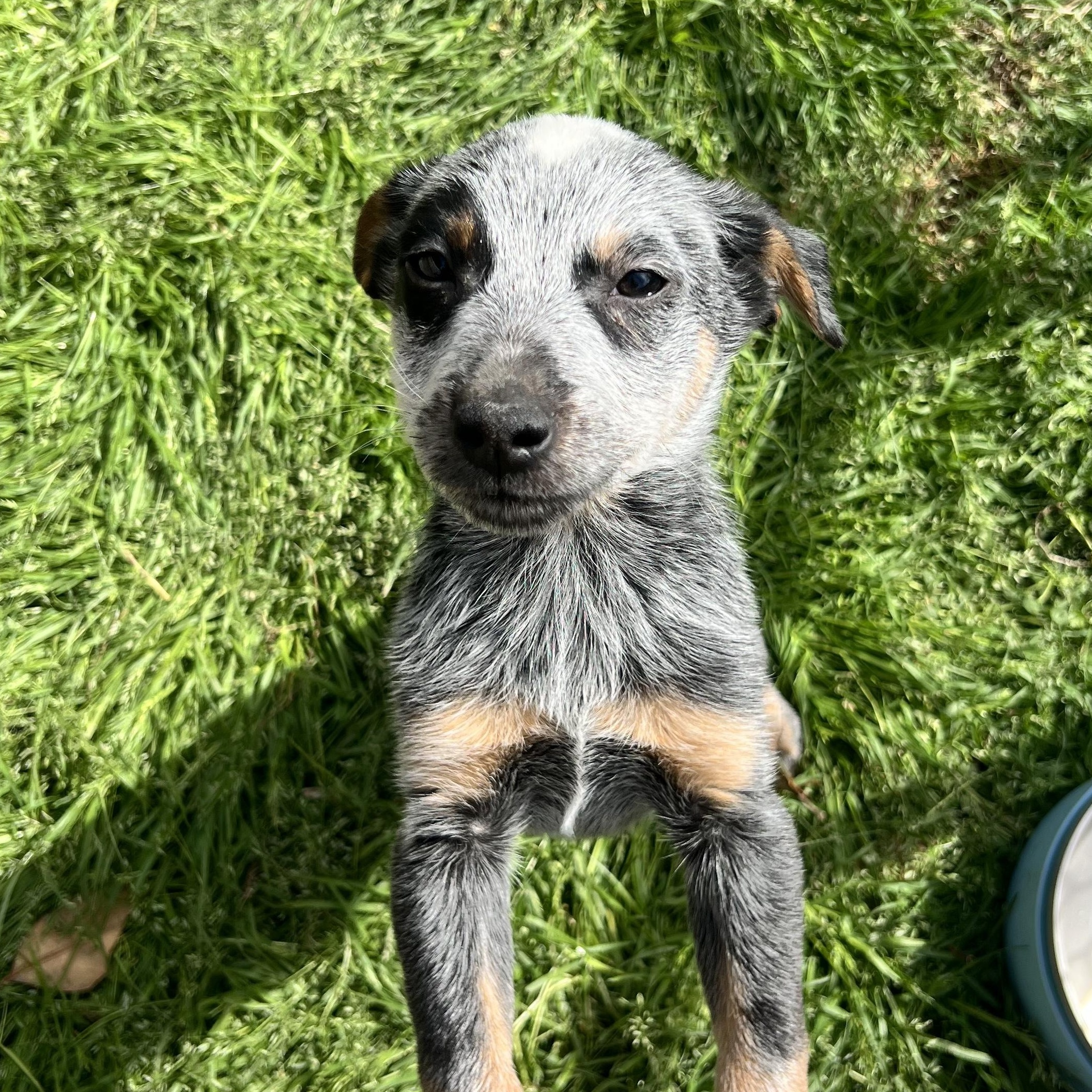 Enlarge Cobalt, an adopted mixed breed in Richmond, VA image 3/5