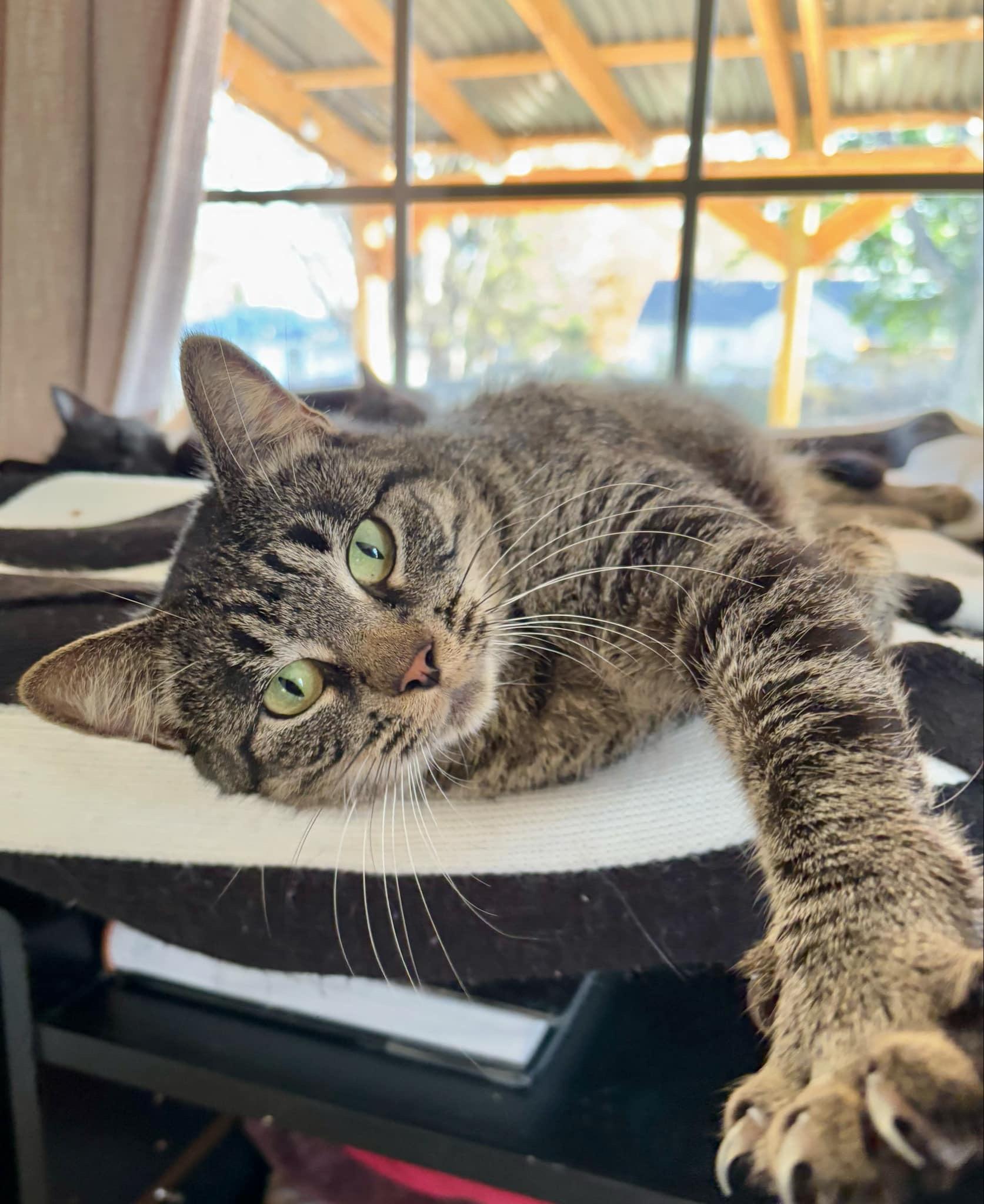 Nutmeg, Adult Female Domestic Short Hair